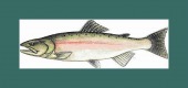 pink salmon framed image healthtips images